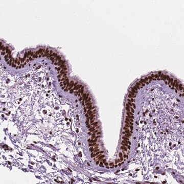 Anti-C9orf69 antibody produced in rabbit Prestige Antibodies&#174; Powered by Atlas Antibodies, affinity isolated antibody, buffered aqueous glycerol solution