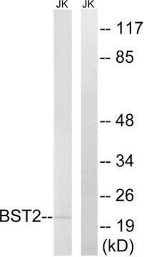 Anti-BST2 antibody produced in rabbit affinity isolated antibody