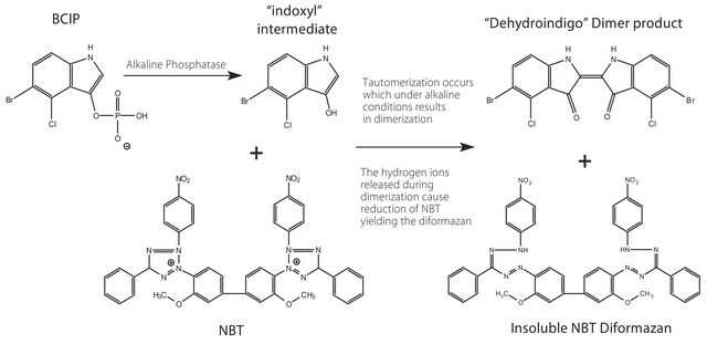 BCIP&#174;/NBT-Purple Liquid Substrate System for Membranes ready to use alkaline phosphatase substrate