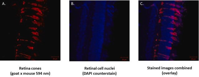 Anti-Arrestin-C Antibody, clone 7G6