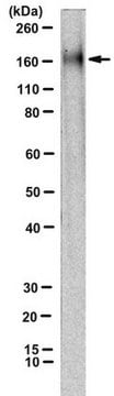 Anti-NMDAR2B Antibody, clone 11D1 clone 11D1, from mouse