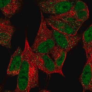 Anti-MPLKIP antibody produced in rabbit Prestige Antibodies&#174; Powered by Atlas Antibodies, affinity isolated antibody