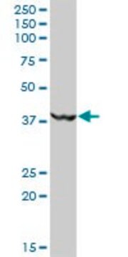 Anti-MKRN2 antibody produced in mouse purified immunoglobulin, buffered aqueous solution