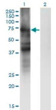 Monoclonal Anti-SLC4A4 antibody produced in mouse clone 1G2, purified immunoglobulin, buffered aqueous solution