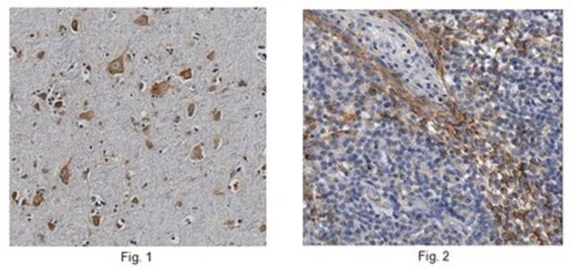 Anti-Synaptotagmin-like protein 1 (SYTL1 Antibody), clone 2F2.2 clone 2F2.2, 1&#160;mg/mL, from mouse