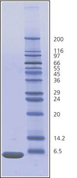 Ubiquitin from bovine erythrocytes BioUltra, &#8805;98% (SDS-PAGE), essentially salt-free, lyophilized powder