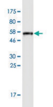 Monoclonal Anti-APOA1 antibody produced in mouse clone 3A11-1A9, purified immunoglobulin, buffered aqueous solution