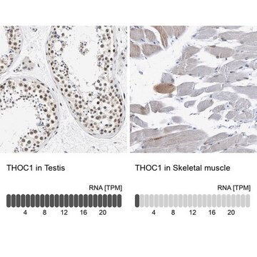 Anti-THOC1 antibody produced in rabbit Prestige Antibodies&#174; Powered by Atlas Antibodies, affinity isolated antibody, buffered aqueous glycerol solution, Ab2