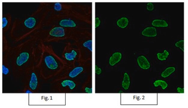 Anti-acetyl-Histone H4 (Lys16) Antibody, Alexa Fluor&#8482; 488 from rabbit, ALEXA FLUOR&#8482; 488