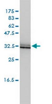 Anti-SIGIRR Mouse mAb (3H8-2G3) liquid, clone 3H8-2G3, Calbiochem&#174;