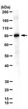 Anti-LOXL2 Antibody, clone GS341