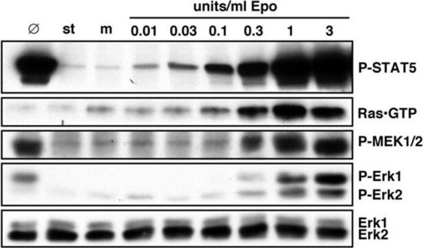 Anti-phospho-STAT5A/B (Tyr694/699) Antibody, clone 8-5-2 clone 8-5-2, Upstate&#174;, from mouse