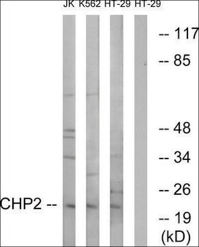 Anti-CHP2 antibody produced in rabbit affinity isolated antibody