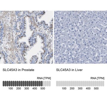 Anti-SLC45A3 antibody produced in rabbit Prestige Antibodies&#174; Powered by Atlas Antibodies, affinity isolated antibody, buffered aqueous glycerol solution