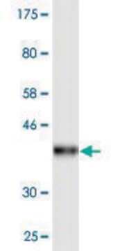 Monoclonal Anti-DDO, (C-terminal) antibody produced in mouse clone 3F7, purified immunoglobulin, buffered aqueous solution