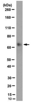 Anti-BIRC2/IAP-2, clone 1E1-1-10 Antibody clone 1E1-1-10, from rat