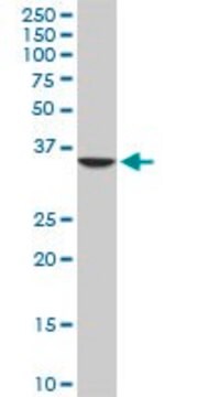 Monoclonal Anti-SEPT3 antibody produced in mouse clone 4D8, purified immunoglobulin, buffered aqueous solution