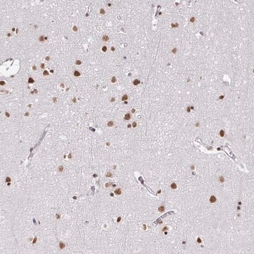 Anti-HNRNPU antibody produced in rabbit Prestige Antibodies&#174; Powered by Atlas Antibodies, affinity isolated antibody, buffered aqueous glycerol solution