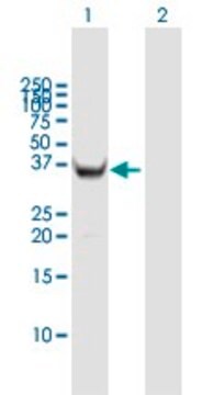 Anti-HMG20B antibody produced in mouse purified immunoglobulin, buffered aqueous solution