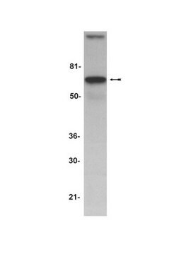 Anti-AIF (Apoptosis Inducing Factor) Antibody Upstate&#174;, from rabbit