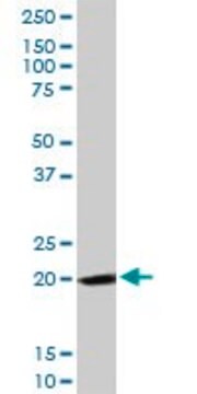 Anti-FTH1 antibody produced in rabbit purified immunoglobulin, buffered aqueous solution