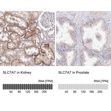 Anti-SLC7A7 antibody produced in rabbit Prestige Antibodies&#174; Powered by Atlas Antibodies, affinity isolated antibody, buffered aqueous glycerol solution