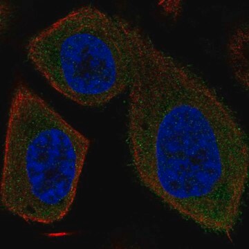 Anti-SYT16 antibody produced in rabbit Prestige Antibodies&#174; Powered by Atlas Antibodies, affinity isolated antibody