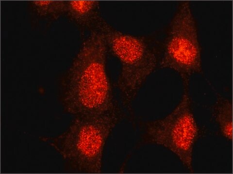 Anti-SMAD6 (C-terminal) antibody produced in rabbit ~1.0&#160;mg/mL, affinity isolated antibody