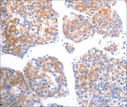 Anti-SLC44A1 antibody produced in rabbit affinity isolated antibody