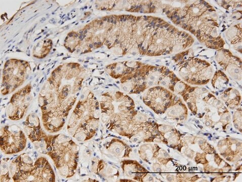 Monoclonal Anti-PVRL3 antibody produced in mouse clone 1D1, purified immunoglobulin, buffered aqueous solution