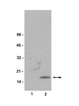 Anti-phospho-Histone H2A.X (Ser139) Antibody, clone JBW301, biotin conjugate clone JBW301, Upstate&#174;, from mouse