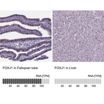 Anti-FOXJ1 antibody produced in rabbit Prestige Antibodies&#174; Powered by Atlas Antibodies, affinity isolated antibody, buffered aqueous glycerol solution