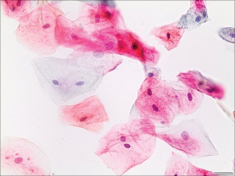 Papanicolaou Stain Modified EA