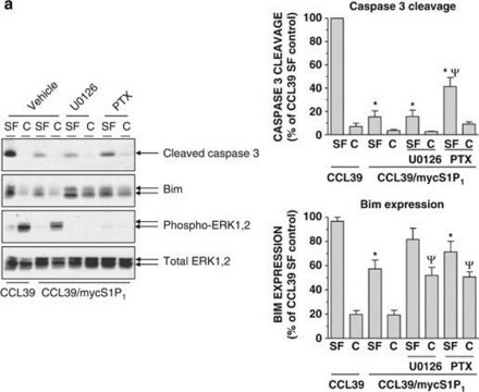 Anti-Bim Antibody, internal epitope, pan-Bim isoforms Chemicon&#174;, from rabbit