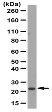 Anti-Claudin-11 Antibody from rabbit, purified by affinity chromatography