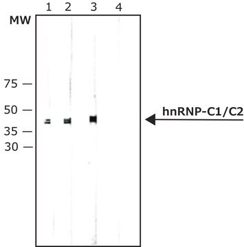 Monoclonal Anti-hnRNP-C1/C2 antibody produced in mouse clone 4F4, purified immunoglobulin, buffered aqueous solution