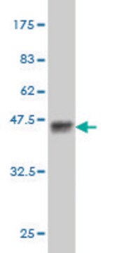 Monoclonal Anti-PASK antibody produced in mouse clone 6D10, purified immunoglobulin, buffered aqueous solution