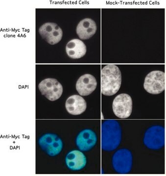 Anti-Myc Tag Antibody, clone 4A6 clone 4A6, Upstate&#174;, from mouse