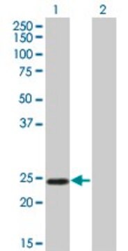 Monoclonal Anti-TWIST1 antibody produced in mouse clone 3E11, purified immunoglobulin, buffered aqueous solution