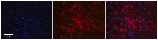 Anti-SLCO1A2 antibody produced in rabbit affinity isolated antibody