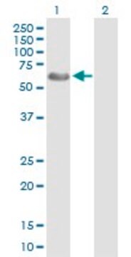 Anti-WASF3 antibody produced in rabbit purified immunoglobulin, buffered aqueous solution