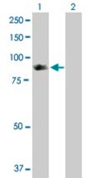 Anti-SH2D3C antibody produced in rabbit purified immunoglobulin, buffered aqueous solution