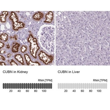 Anti-CUBN Prestige Antibodies&#174; Powered by Atlas Antibodies, affinity isolated antibody