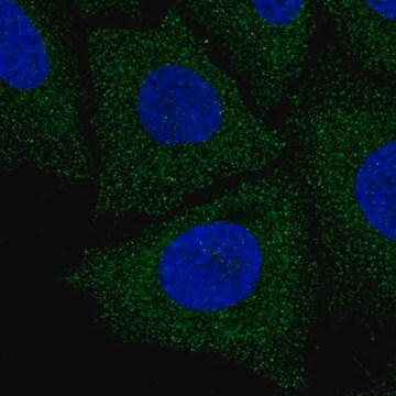 Anti-LIX1L antibody produced in rabbit Prestige Antibodies&#174; Powered by Atlas Antibodies, affinity isolated antibody