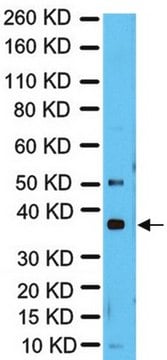 Anti-RAD51 Antibody from rabbit, purified by affinity chromatography