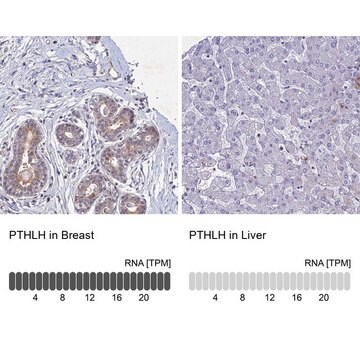 Anti-PTHLH antibody produced in rabbit Prestige Antibodies&#174; Powered by Atlas Antibodies, affinity isolated antibody, buffered aqueous glycerol solution