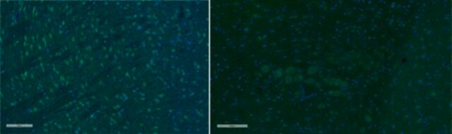 Anti-Olig-2 Antibody, Alexa Fluor&#8482; 488 Conjugate from rabbit, ALEXA FLUOR&#8482; 488