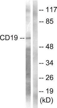 Anti-CD19 antibody produced in rabbit affinity isolated antibody