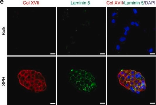 Anti-Laminin-5 (&#947;2 chain) Antibody, clone D4B5 clone D4B5, Chemicon&#174;, from mouse