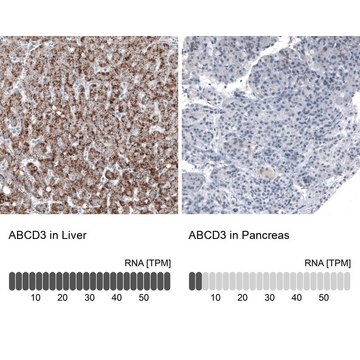 Monoclonal Anti-ABCD3 antibody produced in mouse Prestige Antibodies&#174; Powered by Atlas Antibodies, clone CL2524, purified immunoglobulin, buffered aqueous glycerol solution